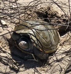 Malaclemys terrapin terrapin
