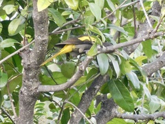 Cassiculus melanicterus