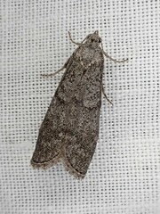 Heteromicta pachytera