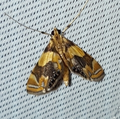 Eoophyla reunionalis