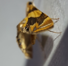 Eoophyla reunionalis