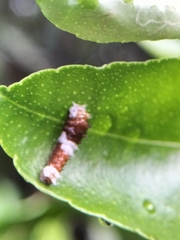 Papilio aegeus aegeus