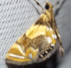 Eoophyla reunionalis