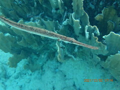 Aulostomus maculatus