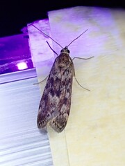 Achyra affinitalis