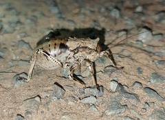 Enyaliopsis transvaalensis