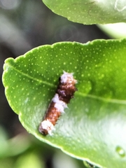 Papilio aegeus aegeus