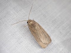 Athetis tenuis