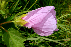 Hibiscus striatus
