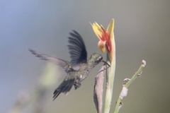 Cynanthus doubledayi