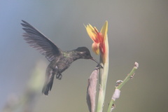 Cynanthus doubledayi