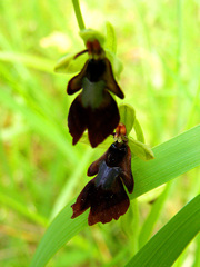 Ophrys insectifera