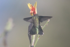 Cynanthus doubledayi