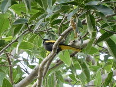 Cassiculus melanicterus