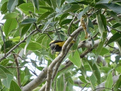 Cassiculus melanicterus