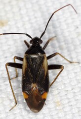 Adelphocoris seticornis