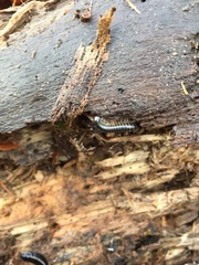 Tachypodoiulus niger