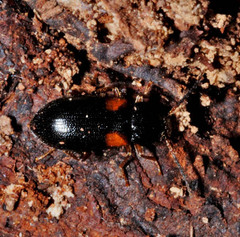 Mycetochara roubali