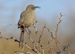 Toxostoma crissale