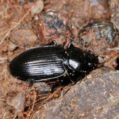 Agonum