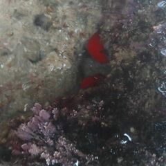 Actinia mediterranea