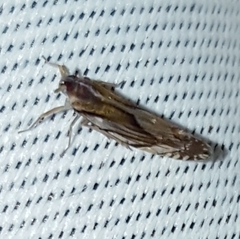 Brixia insularis