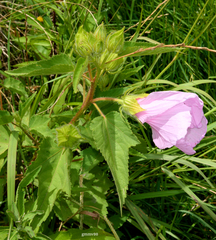 Hibiscus striatus
