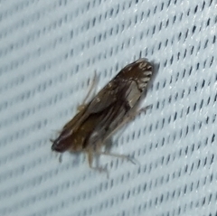 Brixia insularis