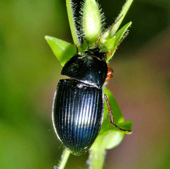 Amara saphyrea