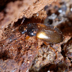 Mycetochara roubali