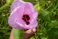 Hibiscus striatus