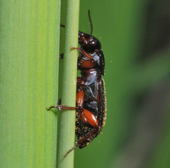Harpalus