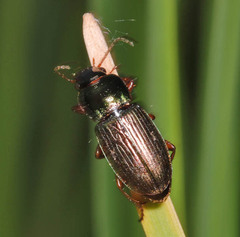 Harpalus