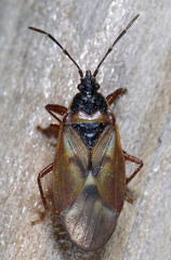 Gastrodes abietum