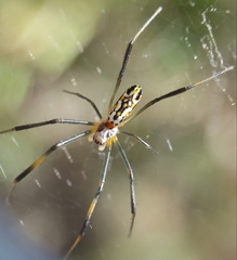 Trichonephila inaurata