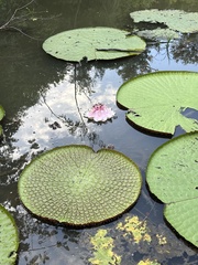 Victoria amazonica