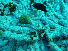 Myrichthys breviceps