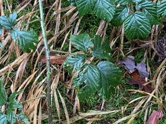 Rubus laciniatus
