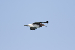 Ichthyaetus hemprichii