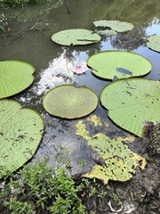 Victoria amazonica