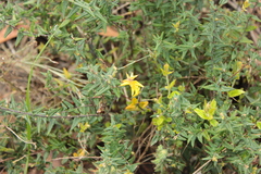 Bossiaea cinerea