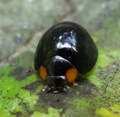 Exochomus laeviusculus