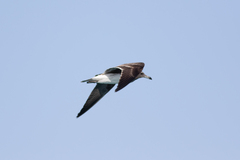 Ichthyaetus hemprichii