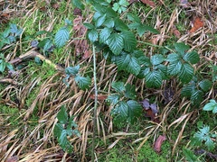 Rubus laciniatus