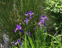 Iris sanguinea