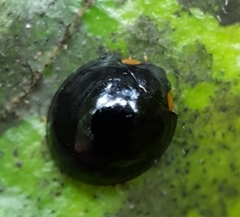 Exochomus laeviusculus