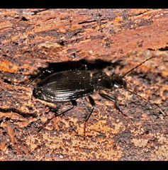 Limodromus assimilis