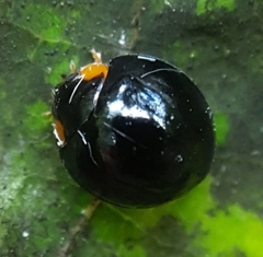 Exochomus laeviusculus