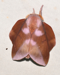 Othorene purpurascens