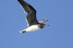 Ichthyaetus hemprichii